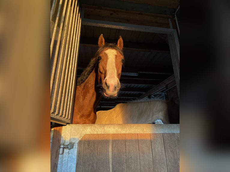 Pura sangre inglés Caballo castrado 7 años 170 cm Castaño in Vorbeck