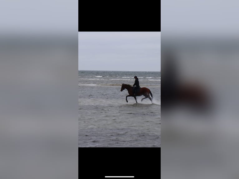 Pura sangre inglés Caballo castrado 7 años 170 cm Castaño in Vorbeck