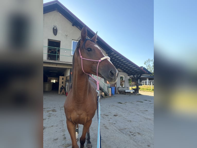 Pura sangre inglés Caballo castrado 7 años 170 cm Castaño oscuro in Rudyszwałd