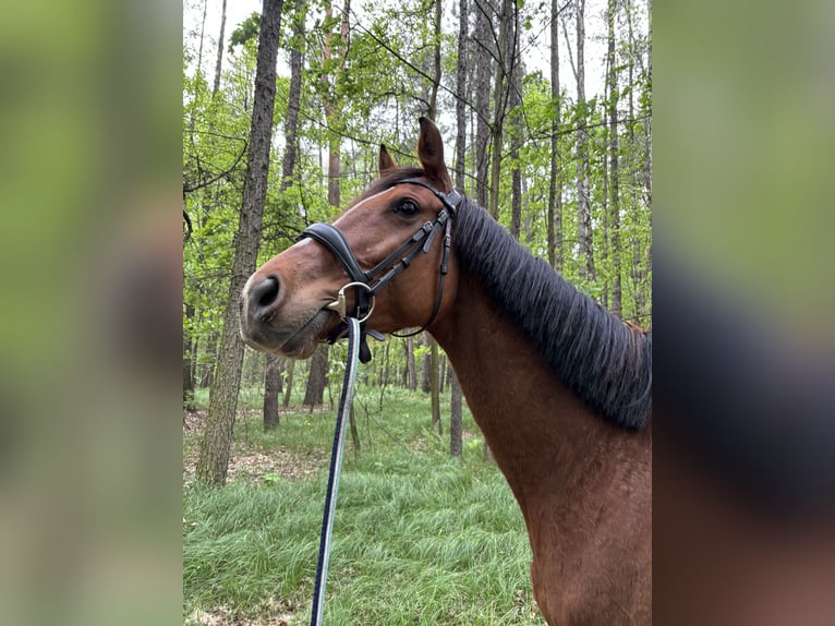 Pura sangre inglés Caballo castrado 7 años 170 cm Castaño oscuro in Rudyszwałd