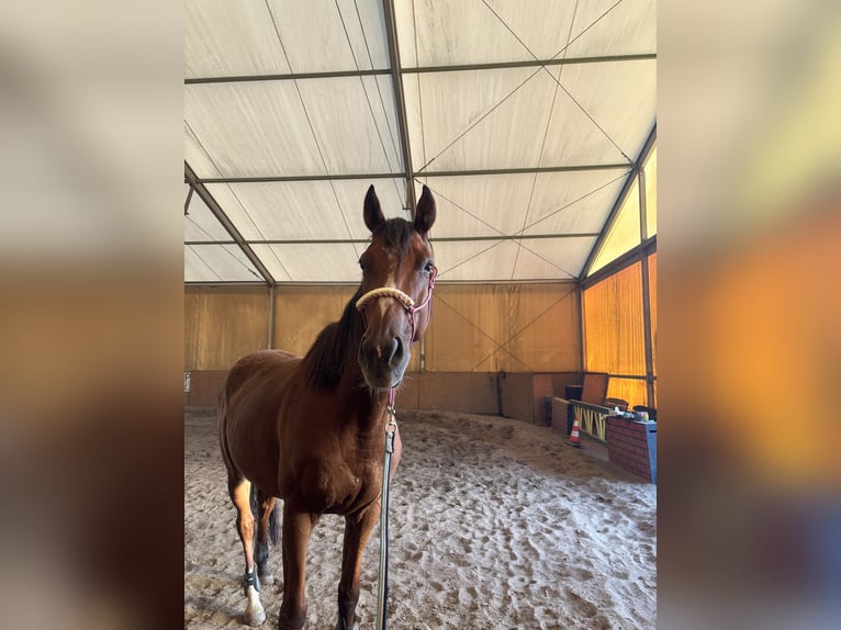 Pura sangre inglés Caballo castrado 7 años 170 cm Castaño oscuro in Rudyszwałd