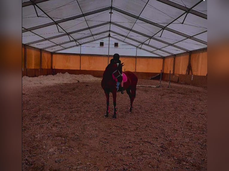 Pura sangre inglés Caballo castrado 7 años 170 cm Castaño oscuro in Rudyszwałd