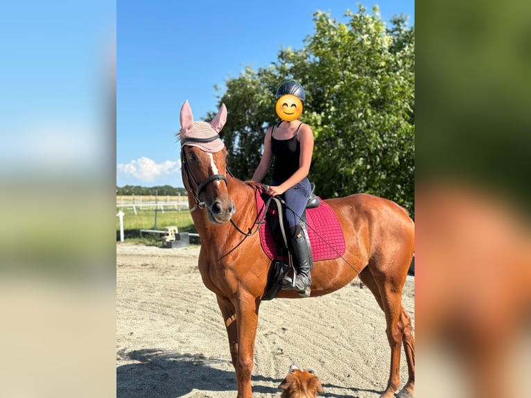 Pura sangre inglés Caballo castrado 7 años 171 cm Alazán in Kottingbrunn