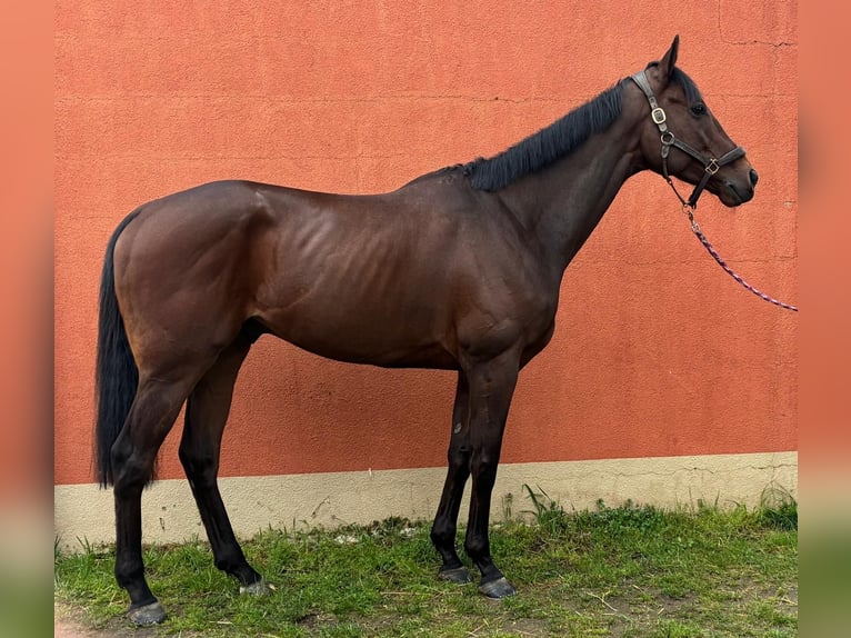 Pura sangre inglés Caballo castrado 7 años 172 cm Castaño oscuro in Grenzach-Wyhlen