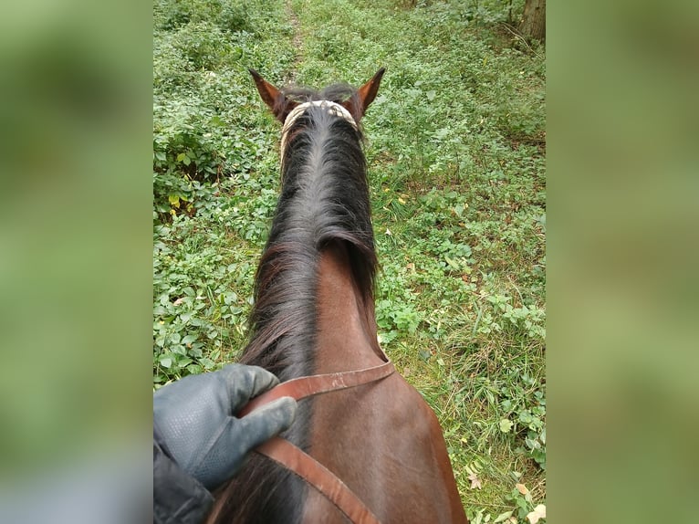 Pura sangre inglés Caballo castrado 7 años 173 cm Castaño in Rockenberg