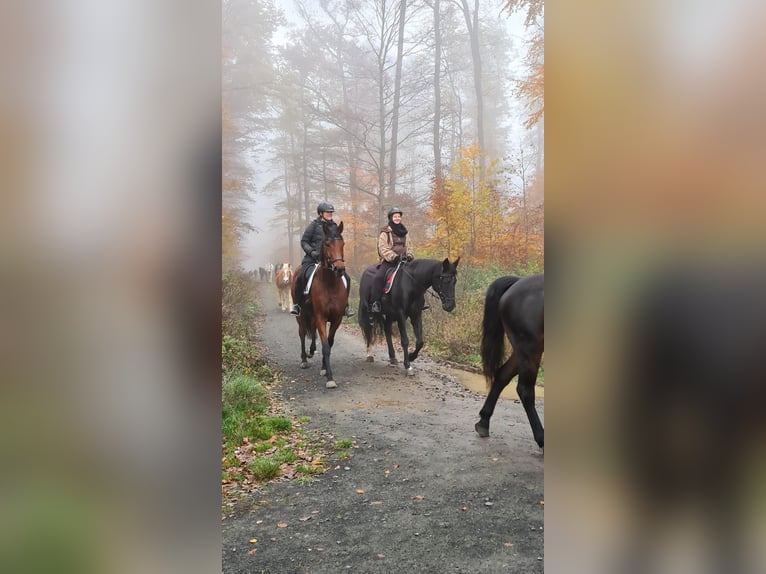 Pura sangre inglés Caballo castrado 7 años 173 cm Castaño in Rockenberg