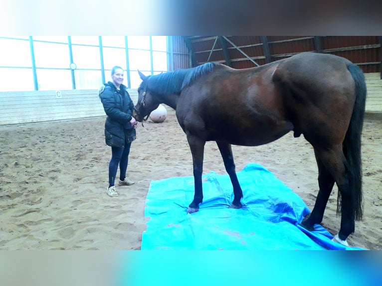 Pura sangre inglés Caballo castrado 7 años 173 cm Castaño in Rockenberg