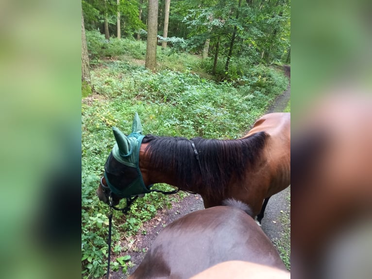 Pura sangre inglés Caballo castrado 7 años 173 cm Castaño in Rockenberg