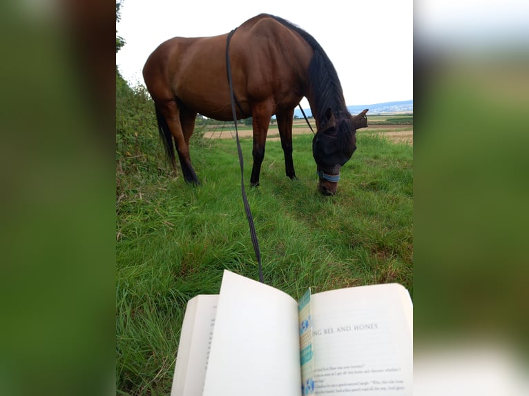 Pura sangre inglés Caballo castrado 7 años 173 cm Castaño in Rockenberg