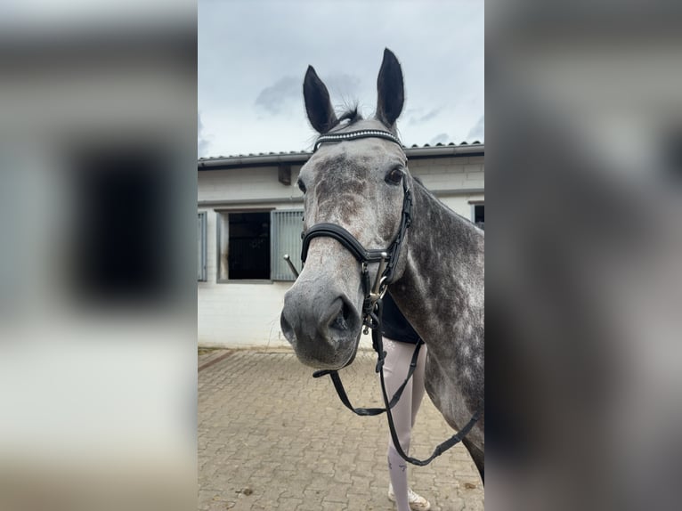 Pura sangre inglés Caballo castrado 7 años Tordo rodado in Dortmund