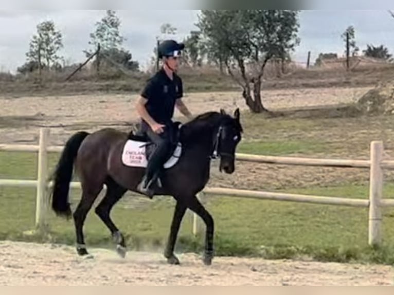 Pura sangre inglés Caballo castrado 8 años 148 cm Castaño oscuro in Marina Di Cerveteri