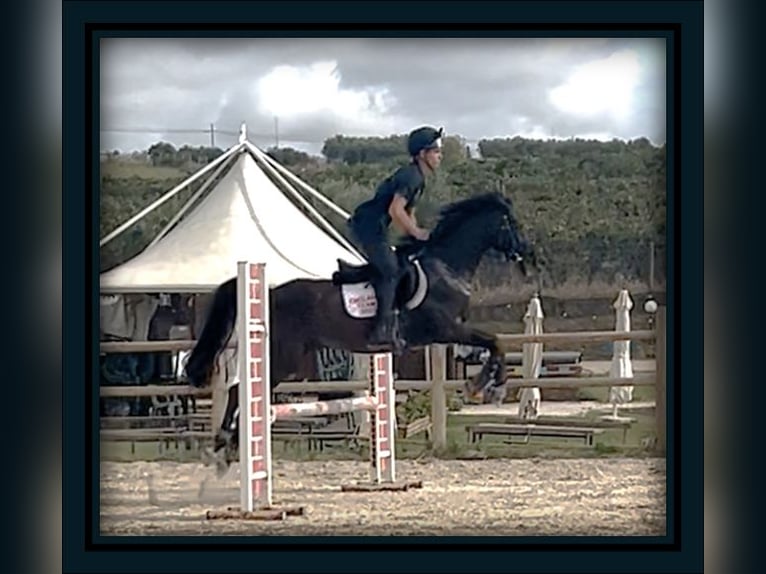 Pura sangre inglés Caballo castrado 8 años 148 cm Castaño oscuro in Marina Di Cerveteri