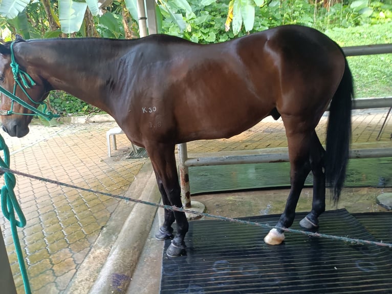 Pura sangre inglés Caballo castrado 8 años 152 cm Castaño in Wenum Wiesel