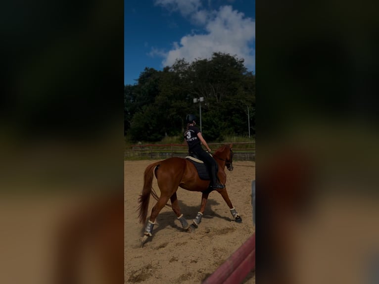 Pura sangre inglés Caballo castrado 8 años 156 cm Alazán in Fedderingen