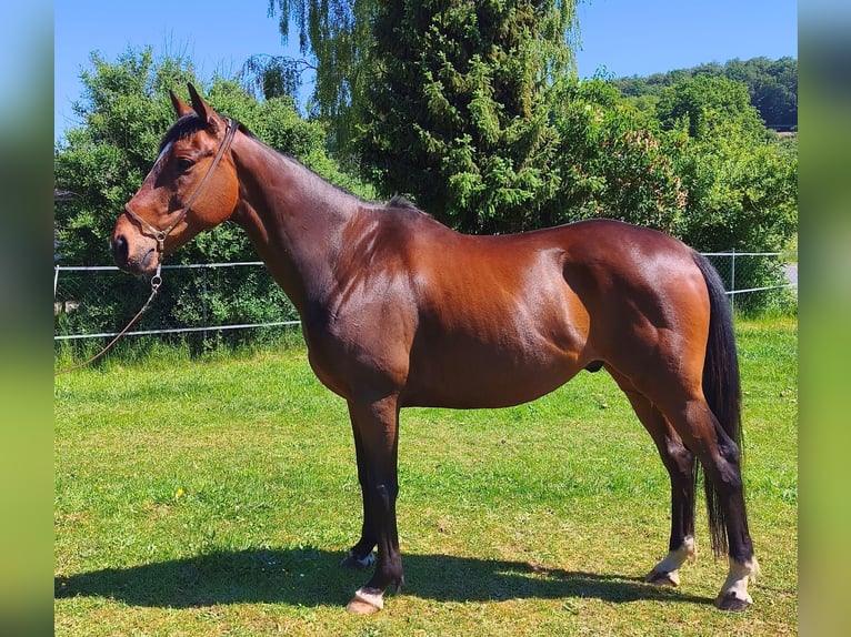 Pura sangre inglés Caballo castrado 8 años 158 cm Castaño in Miltenberg
