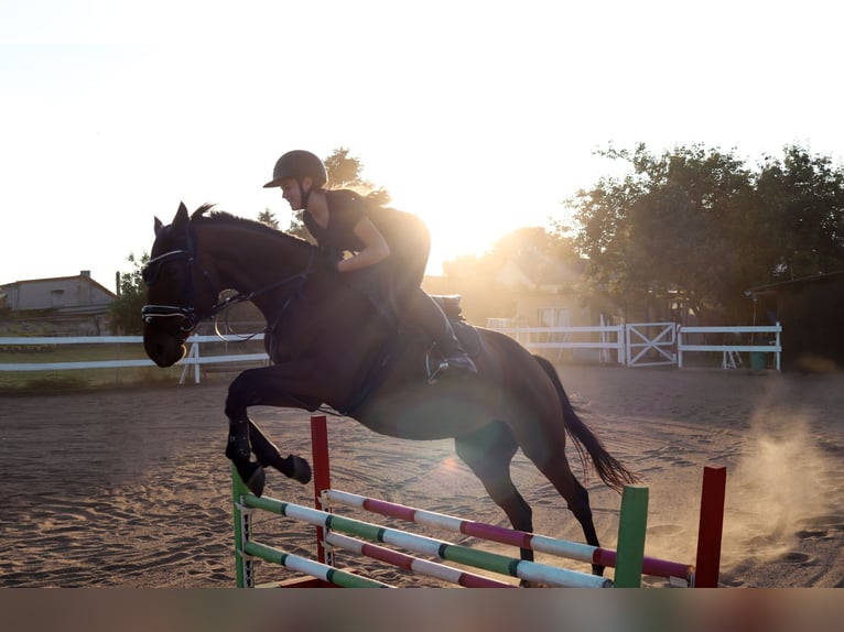 Pura sangre inglés Caballo castrado 8 años 160 cm Castaño in Mittelhausen