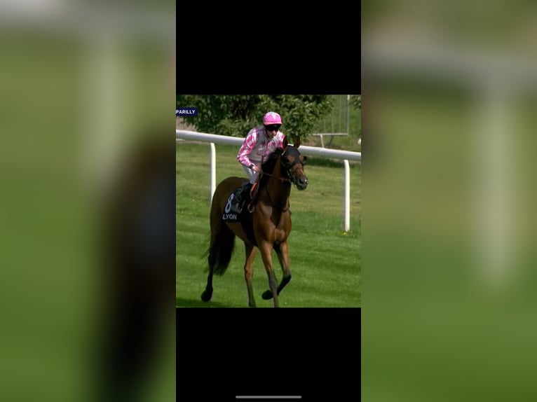 Pura sangre inglés Caballo castrado 8 años 161 cm Castaño in Ihringen