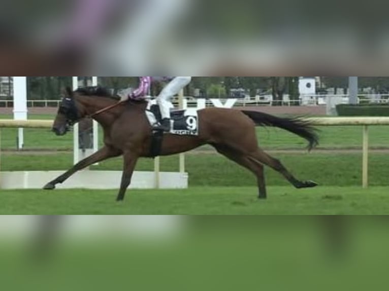 Pura sangre inglés Caballo castrado 8 años 161 cm Castaño in Ihringen