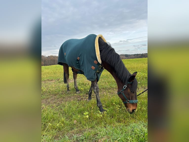 Pura sangre inglés Caballo castrado 8 años 161 cm Castaño in Bexbach