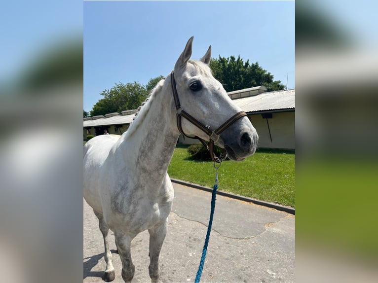 Pura sangre inglés Caballo castrado 8 años 161 cm Tordo in Pezinok