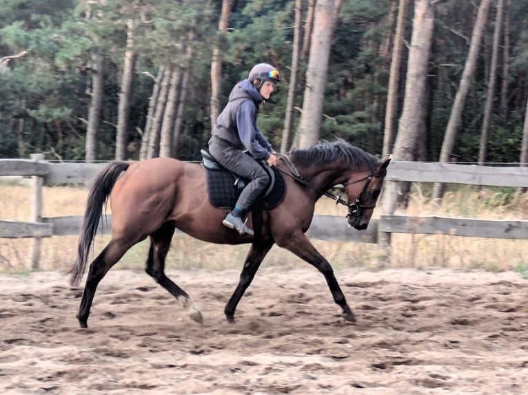 Pura sangre inglés Caballo castrado 8 años 163 cm Castaño in Stegelitz