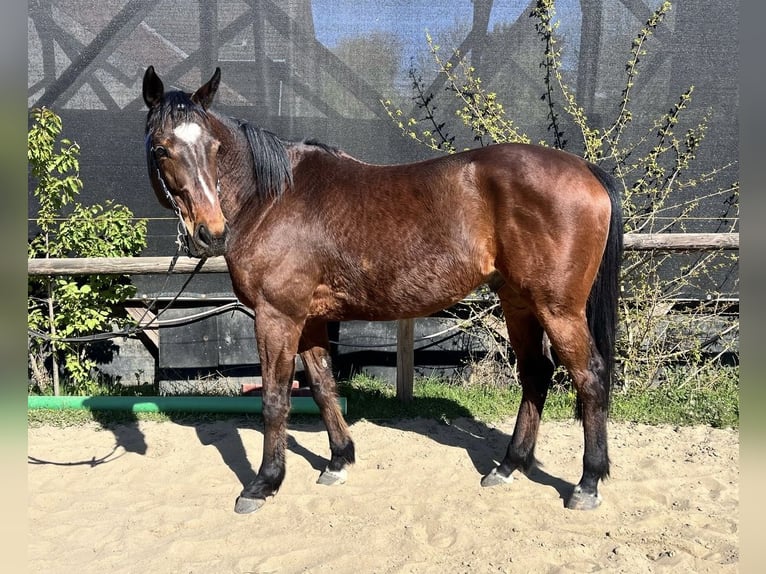 Pura sangre inglés Caballo castrado 8 años 163 cm Castaño in Mülheim an der Ruhr