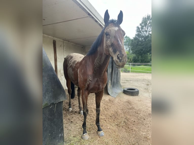 Pura sangre inglés Caballo castrado 8 años 163 cm Castaño in Mülheim an der Ruhr