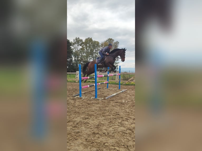 Pura sangre inglés Caballo castrado 8 años 163 cm Castaño in Catania