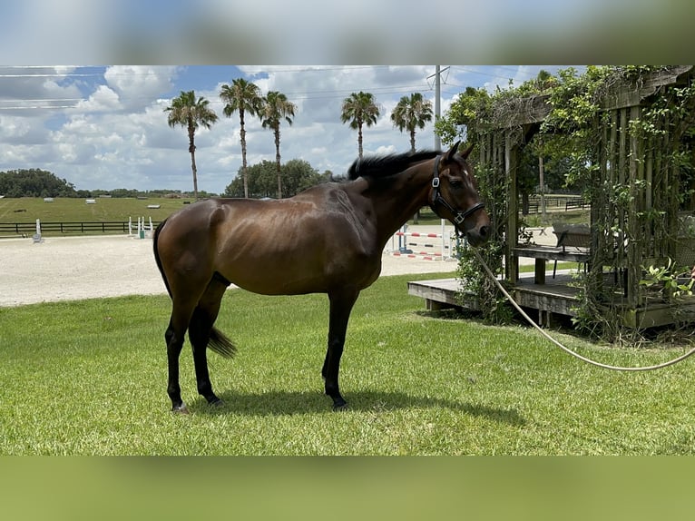 Pura sangre inglés Caballo castrado 8 años 163 cm Castaño oscuro in Reddick