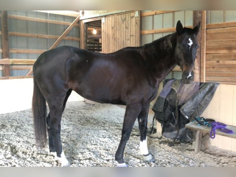 Pura sangre inglés Caballo castrado 8 años 163 cm Castaño oscuro in kingsville