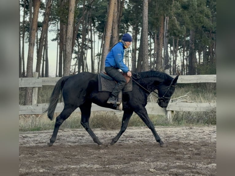 Pura sangre inglés Caballo castrado 8 años 163 cm Negro in Möser