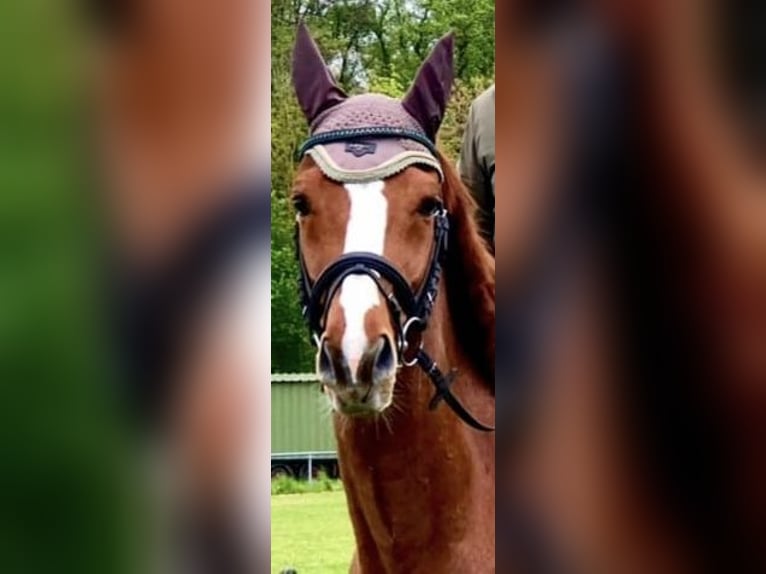 Pura sangre inglés Caballo castrado 8 años 164 cm Alazán in Sinzheim