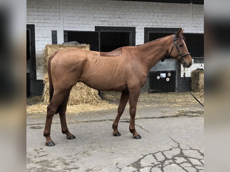 Pura sangre inglés Caballo castrado 8 años 165 cm Alazán in Bornheim
