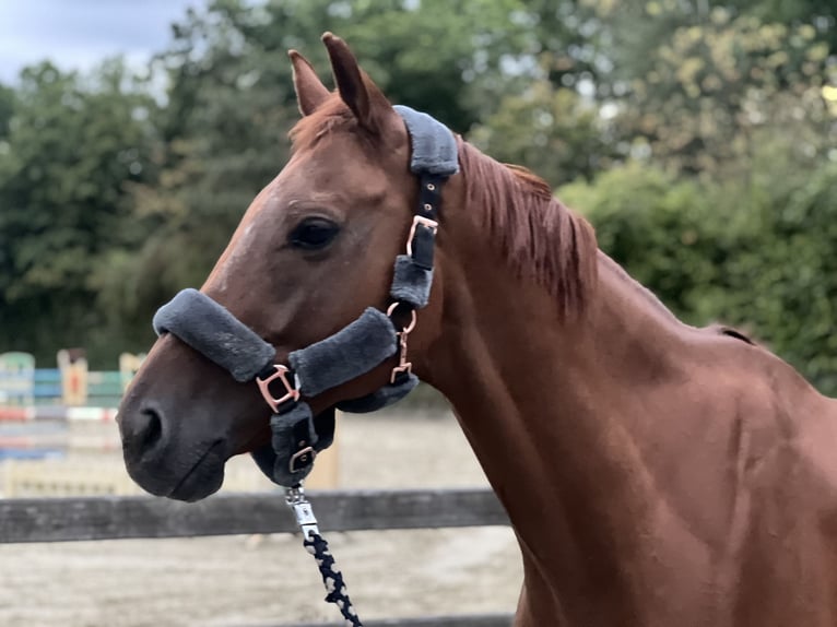 Pura sangre inglés Caballo castrado 8 años 165 cm Alazán in Schwerte