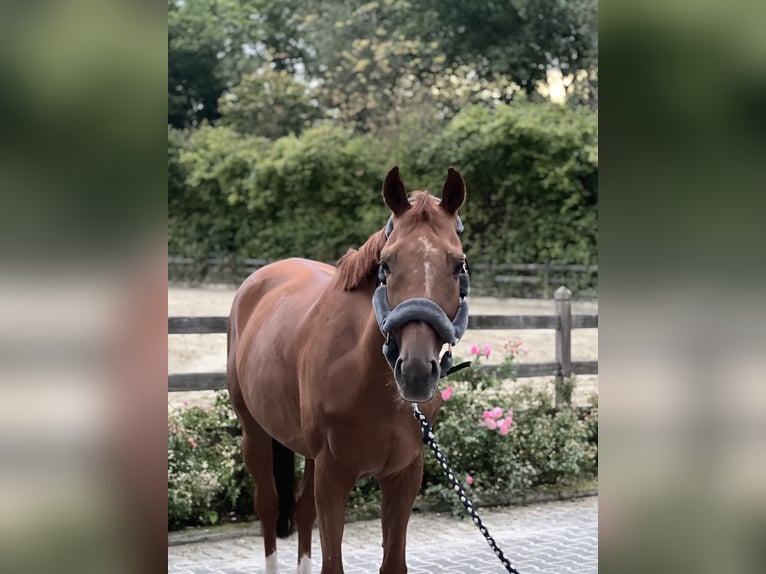 Pura sangre inglés Caballo castrado 8 años 165 cm Alazán in Schwerte