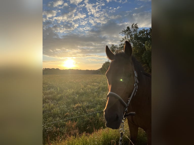 Pura sangre inglés Caballo castrado 8 años 165 cm in Weert