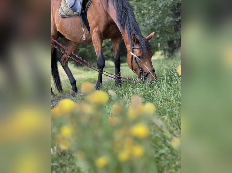 Pura sangre inglés Caballo castrado 8 años 165 cm in Weert