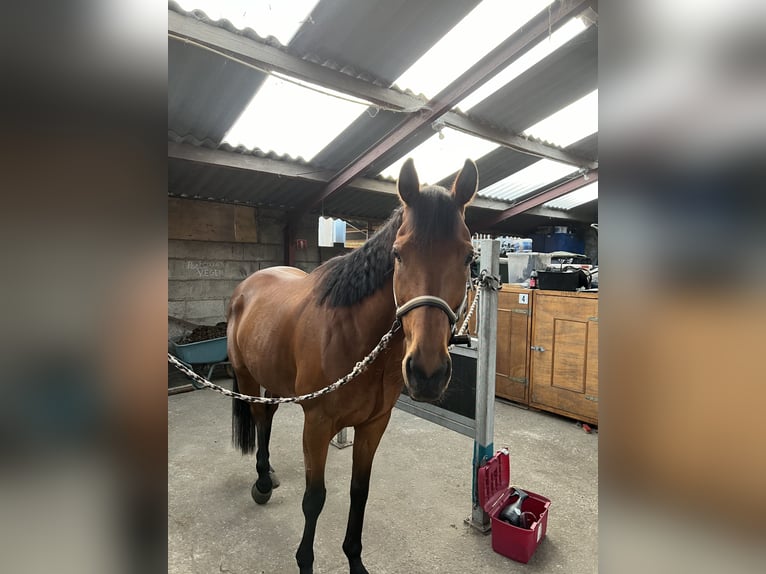 Pura sangre inglés Caballo castrado 8 años 165 cm in Weert