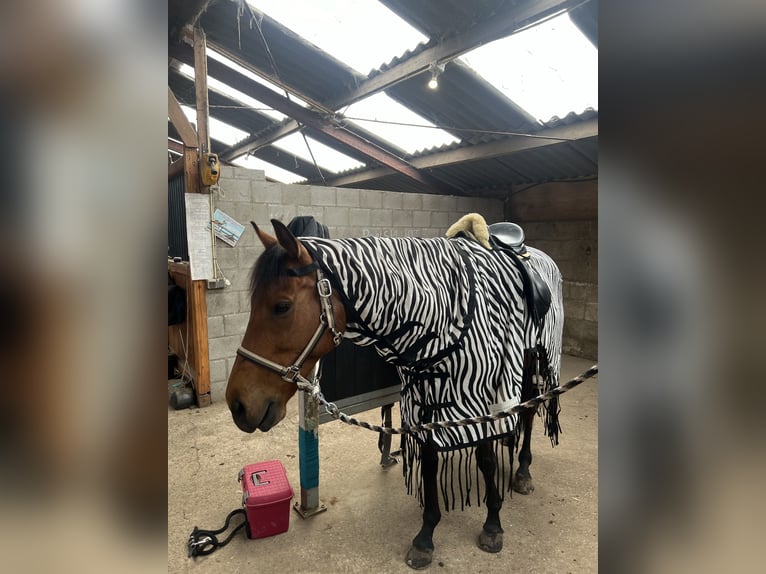 Pura sangre inglés Caballo castrado 8 años 165 cm in Weert