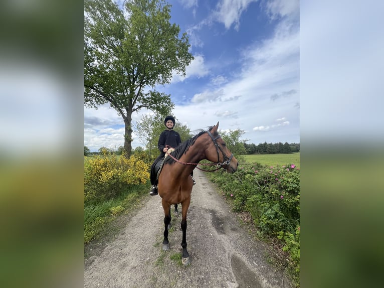 Pura sangre inglés Caballo castrado 8 años 165 cm in Weert