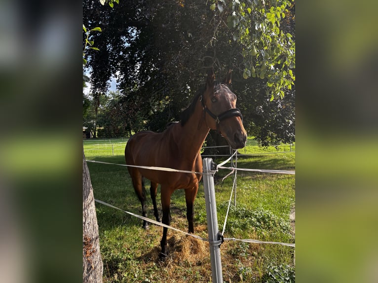 Pura sangre inglés Caballo castrado 8 años 165 cm Castaño in Lützen