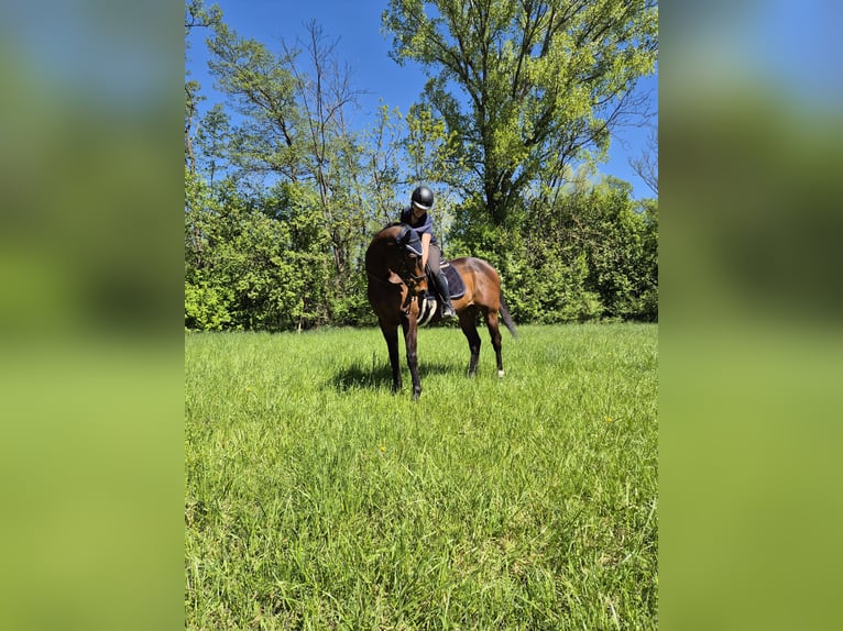 Pura sangre inglés Caballo castrado 8 años 165 cm Castaño in Moosbrunn