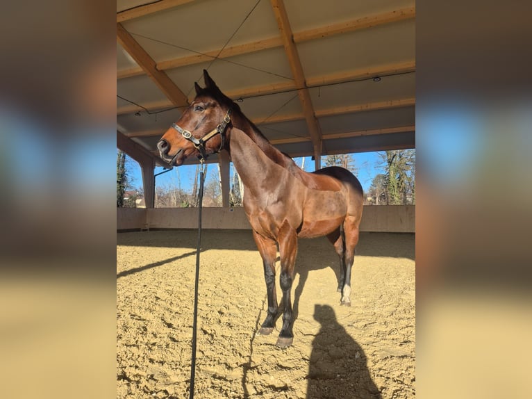 Pura sangre inglés Caballo castrado 8 años 165 cm Castaño in Moosbrunn