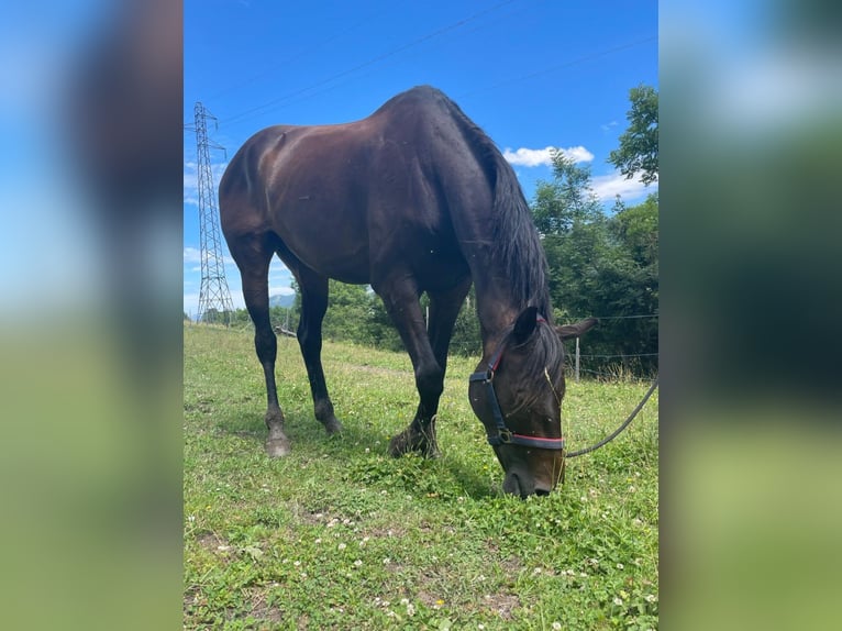 Pura sangre inglés Caballo castrado 8 años 165 cm Castaño oscuro in Villard de lans