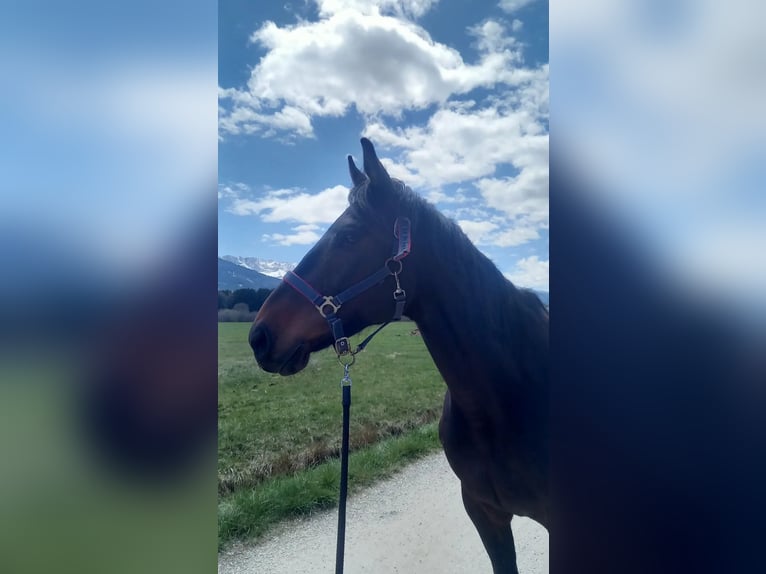 Pura sangre inglés Caballo castrado 8 años 165 cm Castaño oscuro in Villard de lans