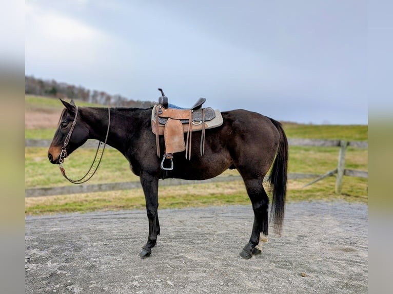 Pura sangre inglés Caballo castrado 8 años 165 cm Castaño rojizo in Middleburg