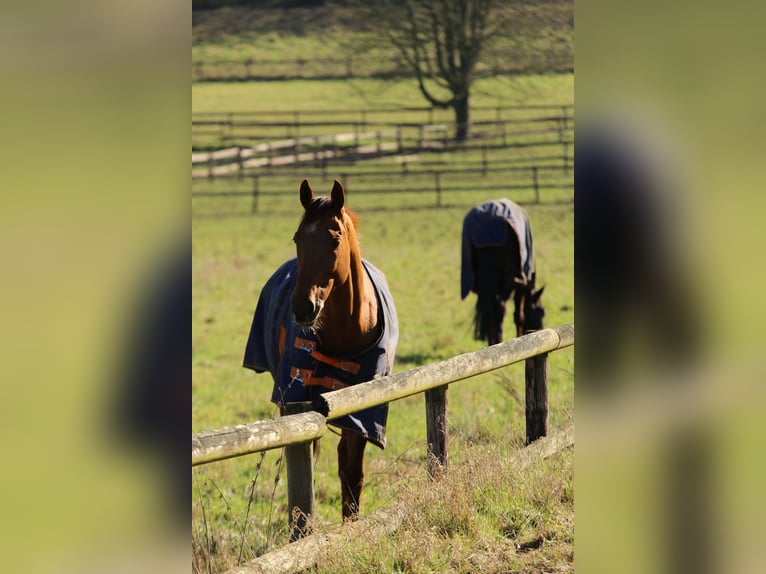 Pura sangre inglés Caballo castrado 8 años 166 cm Alazán in Weilerswist