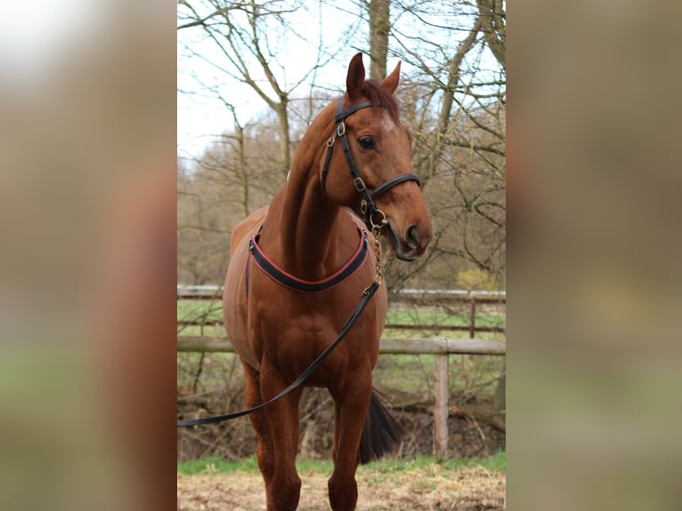 Pura sangre inglés Caballo castrado 8 años 166 cm Alazán in Weilerswist