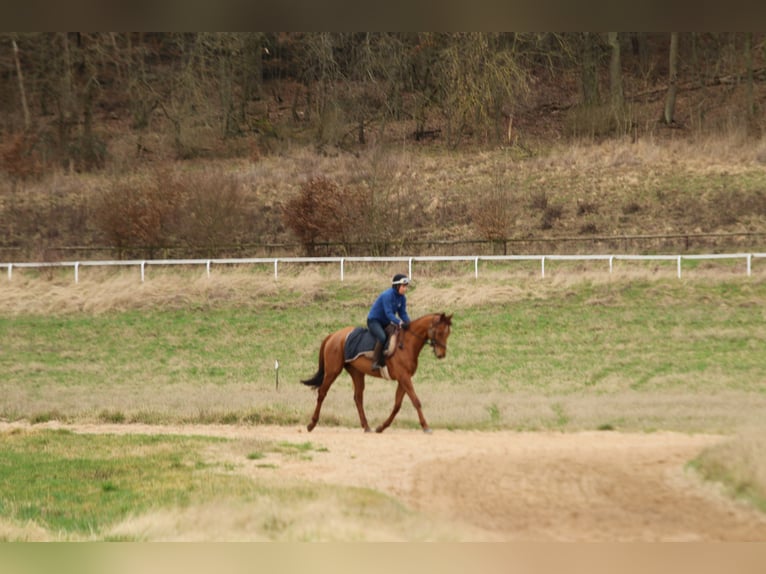 Pura sangre inglés Caballo castrado 8 años 166 cm Alazán in Weilerswist
