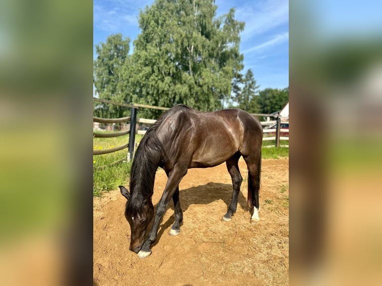 Pura sangre inglés Caballo castrado 8 años 166 cm Castaño oscuro in Noviny pod Ralskem